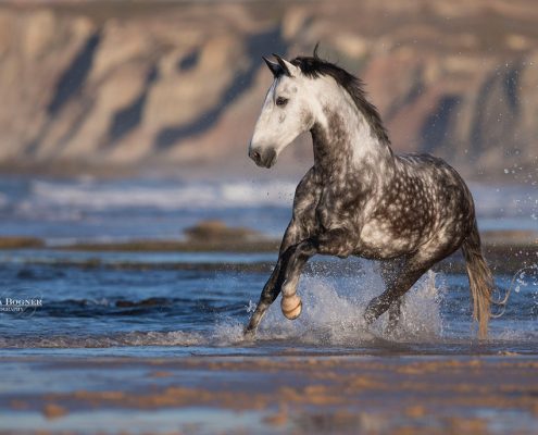Fotoevent Portugal Lusitano am Meer