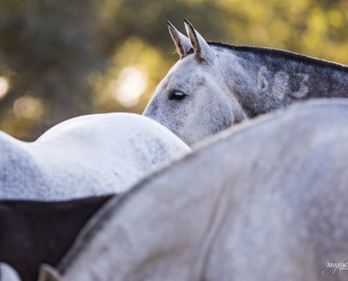 Fotoevent Portugal Herde Lusitanos