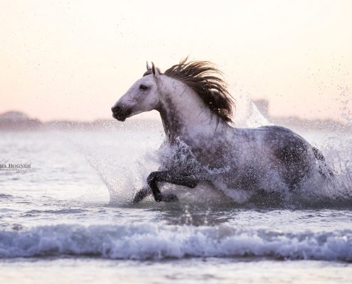 Fotoevent Portugal Pferd frei im Meer