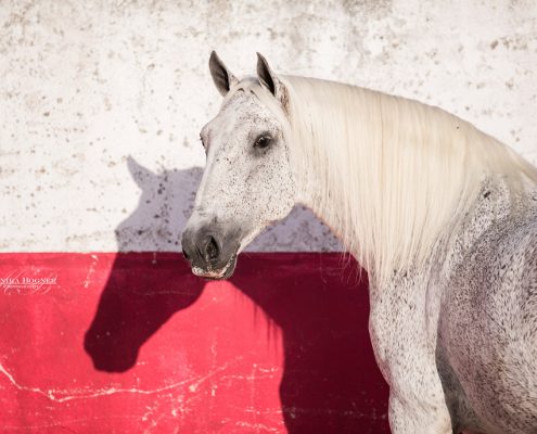 Fotoevent Portugal Lusitano Fliegenschimmel Lusitano Academy