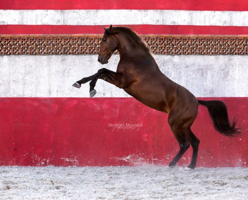 Fotoevent Portugal Lusitano Academy Steigender Hengst