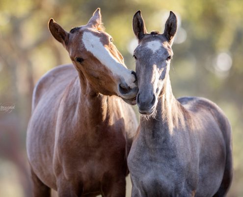 Fotoevent Portugal Lusitano Fohlen Küsschen