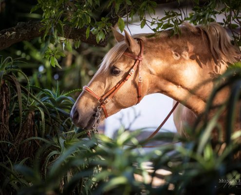 Fotoevent Portugal Lusitano Academy Palomino im Grünen