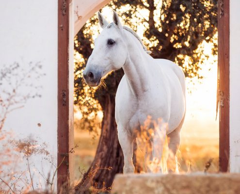 Fotoevent Portugal Schimmel im Torbogen im Sonnenaufgang