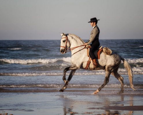 Fotoevent Portugal Galopp am Meer Portugiese Lusitano