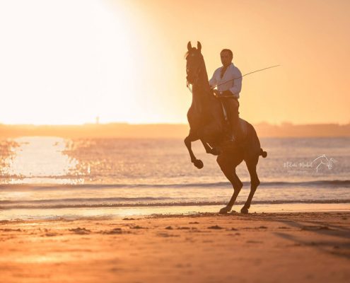 Fotoevent Portugal steigender Lusitano Portugiese