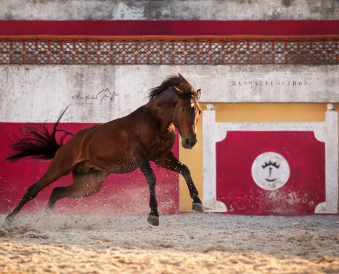 Fotoevent Portugal Freilauf Lusitano Academy bockend