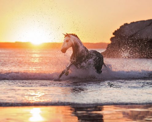 Fotoevent Portugal Lusitano Galopp frei im Meer im Sonnenuntergang