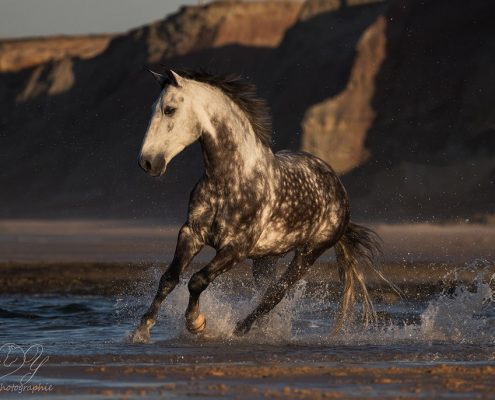 Fotoevent Portugal Lusitano frei an Steilküste