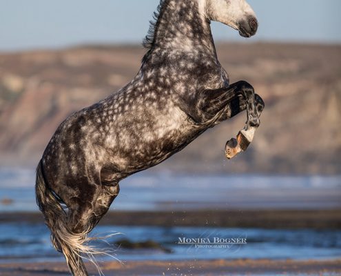 Fotoevent Portugal Steigender Lusitano Duque