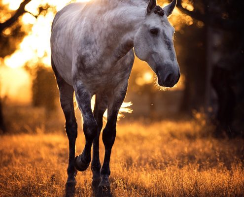 Fotoevent Portugal Lusitano Hengst im Sonnenuntergang