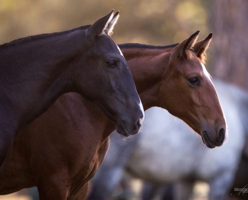Fotoevent Portugal Lusitano Fohlen im Korkhain