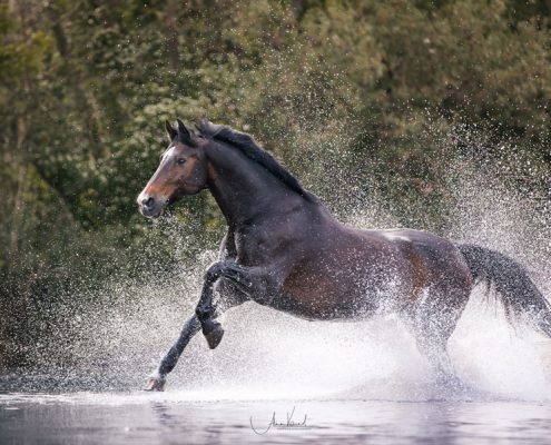 Freilauf im Wasser, Pferdefotografie Würzburg, Action, Warmblut