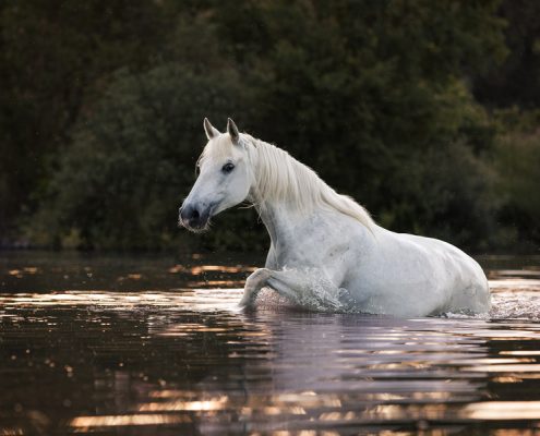 Freilauf im Wasser, Pferdefotografie Würzburg, Action, Lipizzaner, Schwimmen mit Pferd