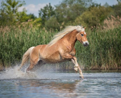Pferdefotografie Freilauf im Wasser in Würzburg in Bayern