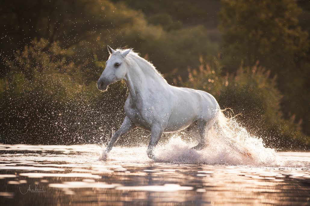 Fotoevent Freilauf im Wasser, Portfoliotag Pferdefotografie, Pferde fotografieren, Workshop Pferde im Freilauf
