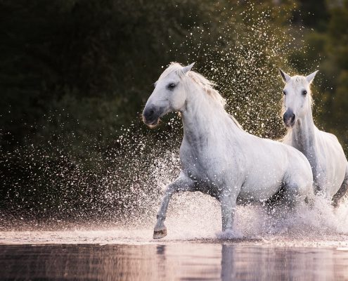 Pferdefotos Würzburg, Pferdefotografie Bayern, Pferdefoto machen,Pferdefotografin, Pferd im Wasser Pferdefotos Würzburg, Pferdefotografie Bayern, Pferdefoto machen,Pferdefotografin, Pferd im Wasser