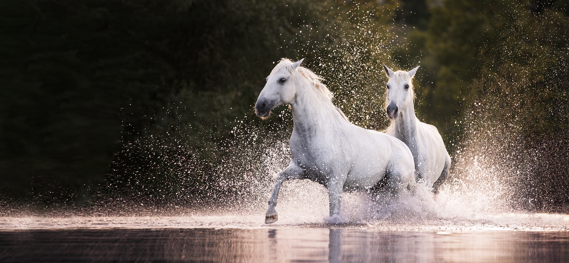 Pferdefotos Würzburg, Pferdefotografie Bayern, Pferdefoto machen,Pferdefotografin, Pferd im Wasser