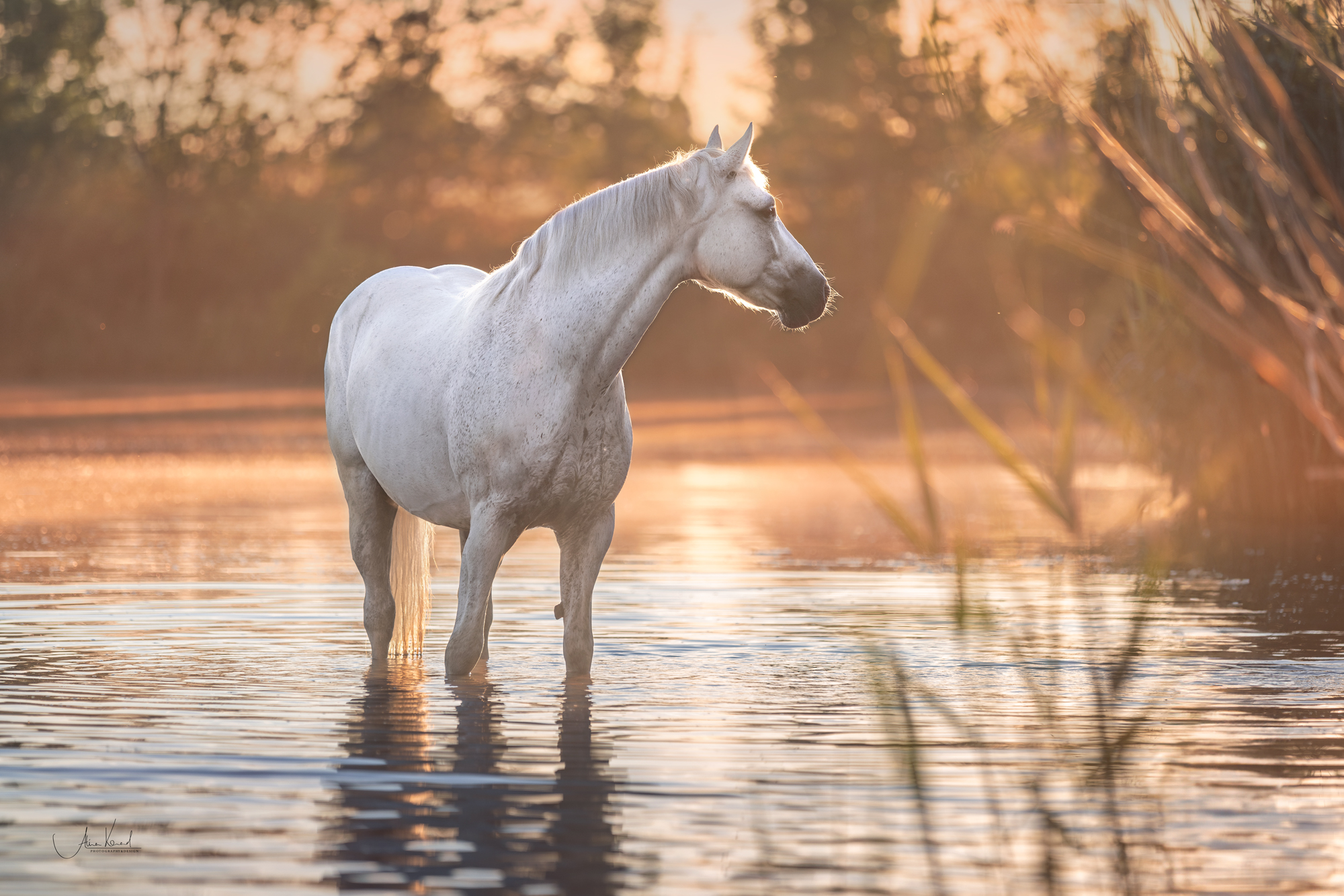 Fotoshooting - Freilauf im Wasser