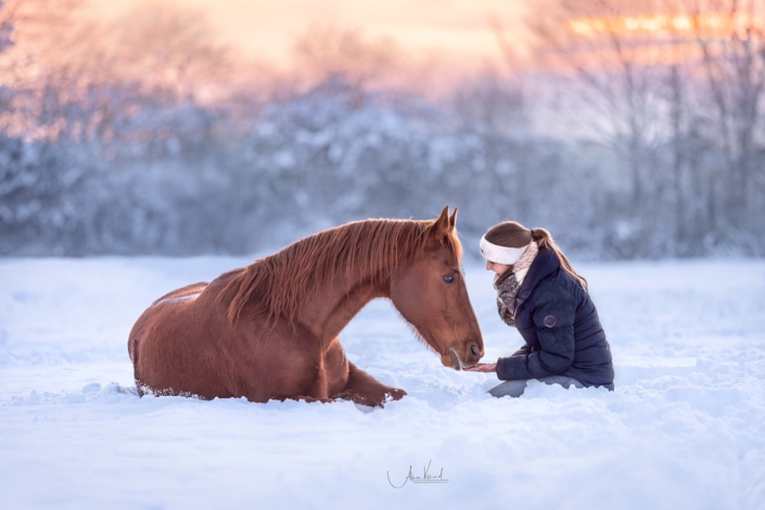 Astron liegend im Schnee