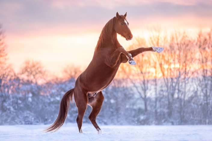 Astron steigend im Schnee