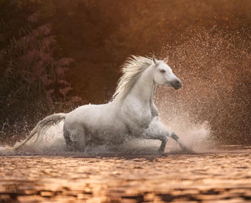 Dein Fotoshooting, deine Erinnerungen, Alisa Konrad, Pferdefotos Würzburg, Altertheim, Kitzingen, Schweinfurt, Tauberbischofsheim, Frankfurt, Heilbronn Araber Schimmel im Wasser