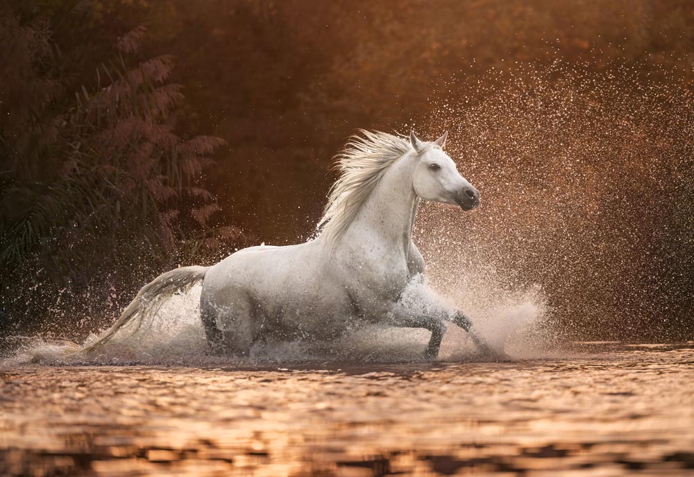 Dein Fotoshooting, deine Erinnerungen, Alisa Konrad, Pferdefotos Würzburg, Altertheim, Kitzingen, Schweinfurt, Tauberbischofsheim, Frankfurt, Heilbronn Araber Schimmel im Wasser